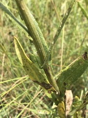 Senecio inornatus