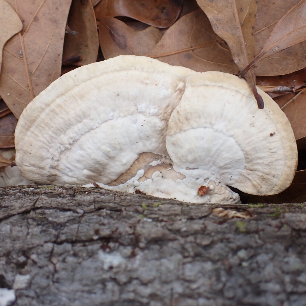 Trametes lactinea · February 2026 · photo: © larry216 (iNaturalist, cc-by)