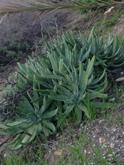 Dudleya virens insularis