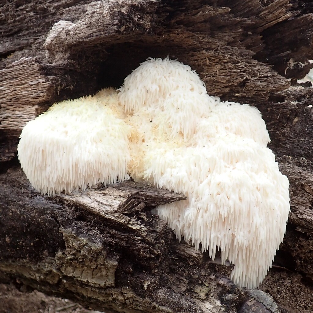 Hericium carolinense · February 2026 · photo: © larry216 (iNaturalist, cc-by)