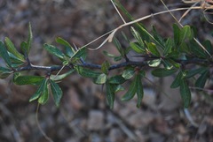 Ceanothus buxifolius
