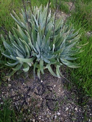Dudleya virens insularis
