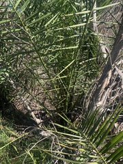 Dypsis lutescens