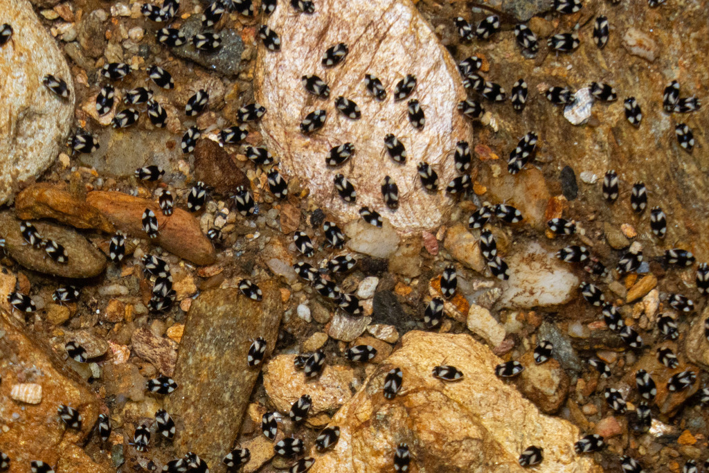 Micronecta Raccolte Micronecta in February 2026 by Hiroki Shudo. 未記載種 · iNaturalist