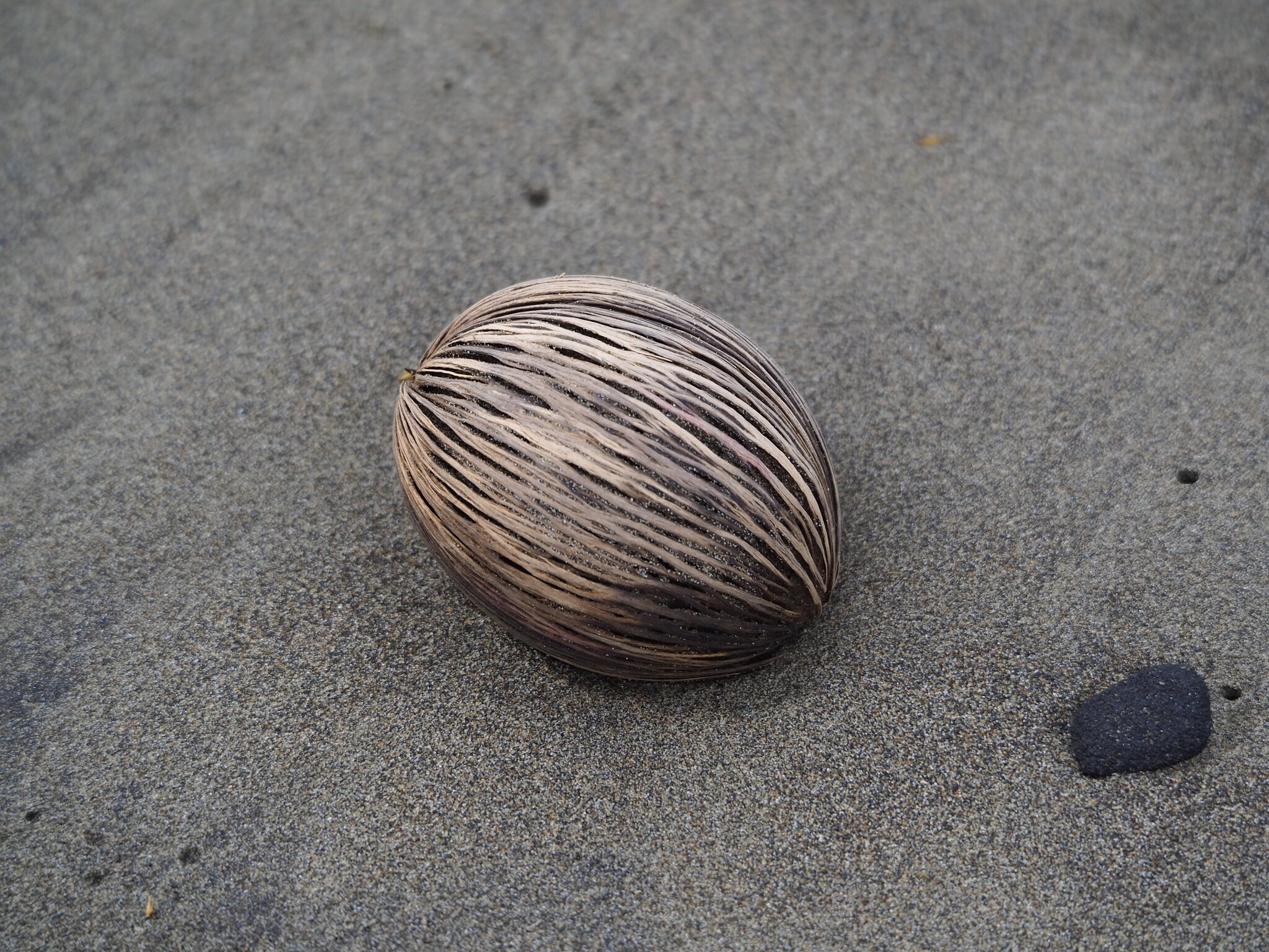 Grey Milkwood (Cerbera manghas)
