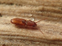 Cryptolestes duplicatus