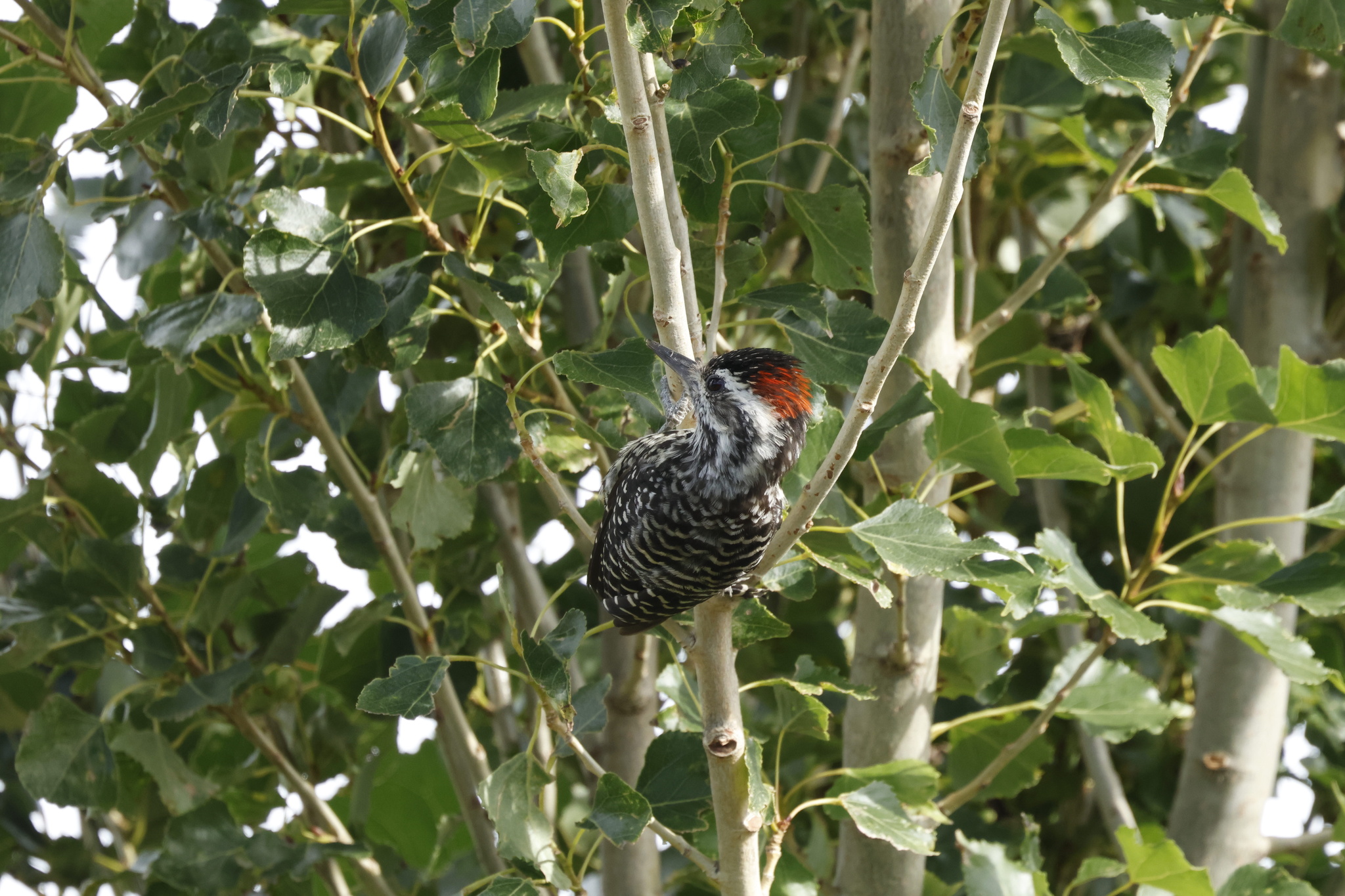 Striped Woodpecker (Veniliornis lignarius), photo 10