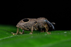Heilipodus ocellatus