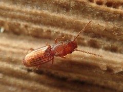 Cryptolestes duplicatus