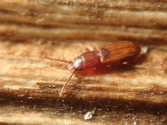 Cryptolestes duplicatus