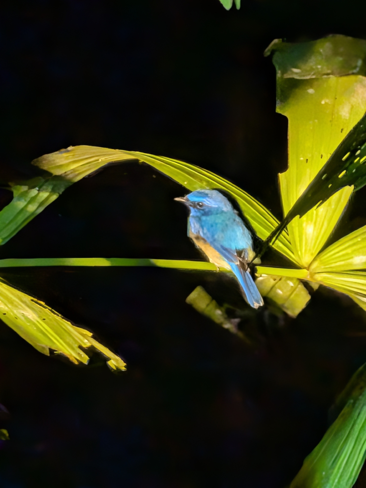 Malaysian Blue Flycatcher (Cyornis turcosus), photo 1