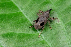 Heilipodus ocellatus