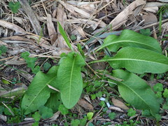 Rumex japonicus, photograph author not stated, no rights reserved