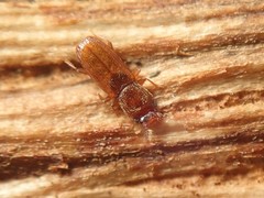 Cryptolestes duplicatus