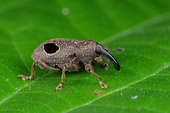 Heilipodus ocellatus