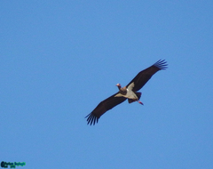 Ciconia nigra