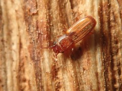 Cryptolestes duplicatus
