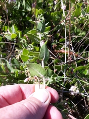Arctostaphylos cruzensis
