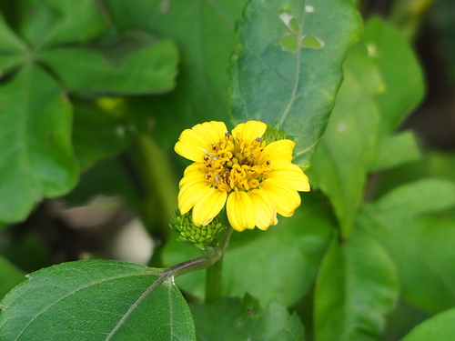 sea daisy (Wollastonia biflora)
