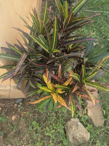 Variegated Croton