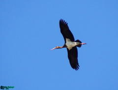 Ciconia nigra