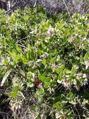 Arctostaphylos cruzensis