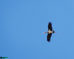 Ciconia nigra