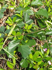 author not stated, no rights reserved Canavalia lineata, photograph author not stated, no rights reserved