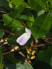 author not stated, no rights reserved Canavalia lineata, photograph author not stated, no rights reserved