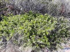 Arctostaphylos cruzensis