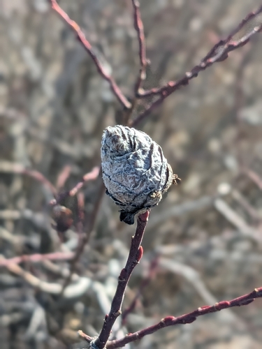 Unknown species found near Laramie, WY, USA