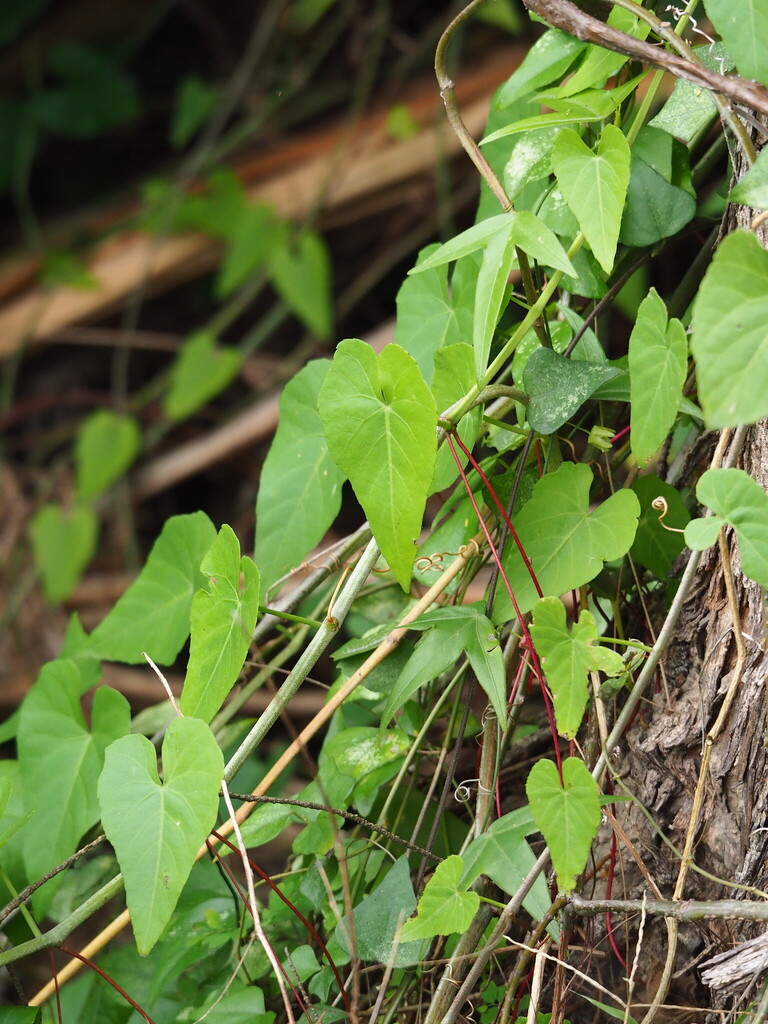Liêm hồ đằng – Cissus verticillata