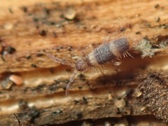 Entomobrya albocincta