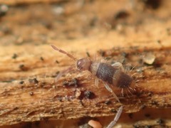 Entomobrya albocincta