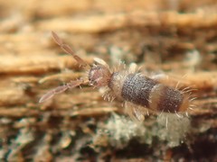 Entomobrya albocincta