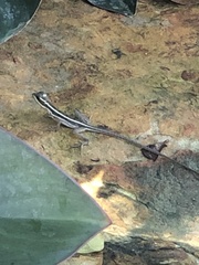 Basiliscus vittatus