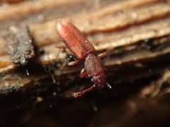 Silvanus unidentatus