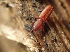 Silvanus unidentatus