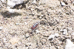 Cicindela sommeri