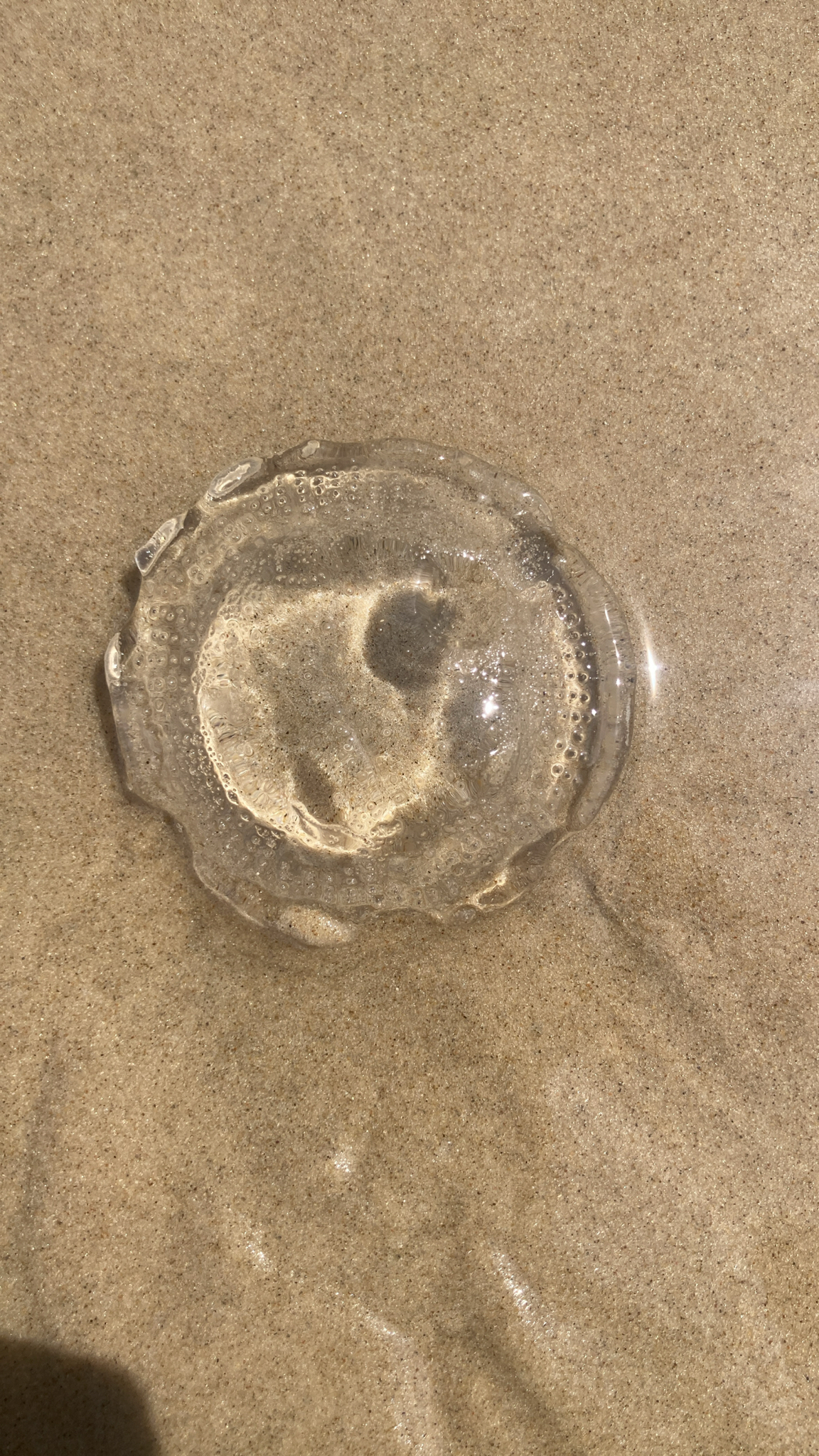 Rhacostoma atlanticum L.Agassiz, 1851