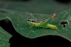 Liebermannacris dorsualis