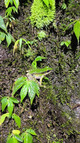 Odorrana hosii