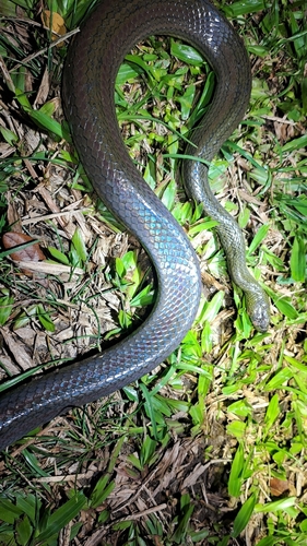 Rainbow Mud Snake