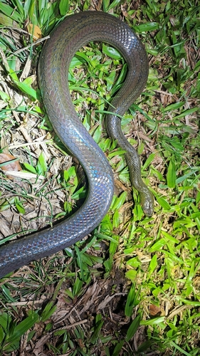 Rainbow Mud Snake