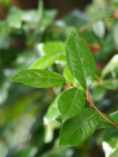 Elaeagnus formosana, photograph 4