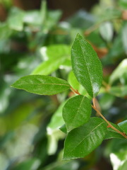 author not stated, no rights reserved Elaeagnus formosana, photograph author not stated, no rights reserved
