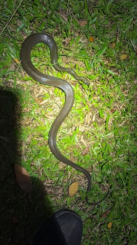 Rainbow Mud Snake