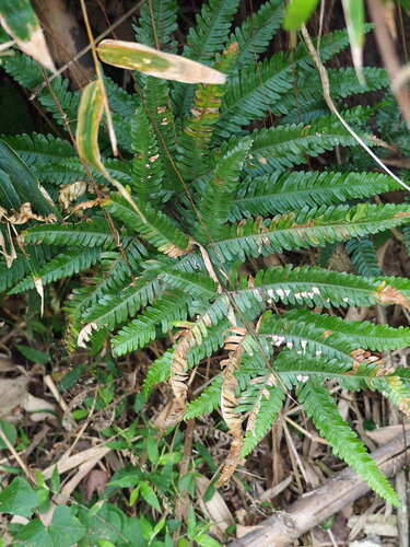 Pteris fauriei, photograph 3
