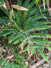 Pteris fauriei, photograph author not stated, no rights reserved