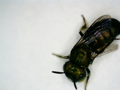 Ceratina smaragdula
